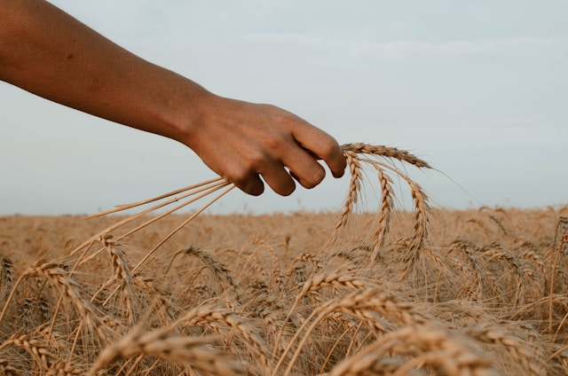 Agricultura y Cosecha