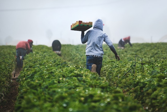 Agricultores trabajando